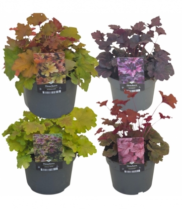 Heuchera