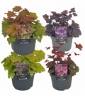 Heuchera
