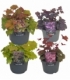 Heuchera