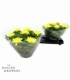 Chrysanthemum