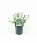 Euonymus