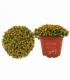 Nertera