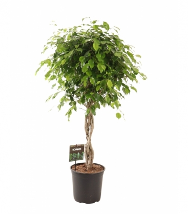 Ficus