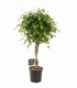 Ficus