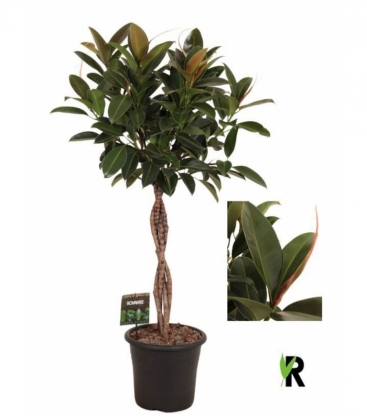 Ficus