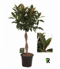 Ficus