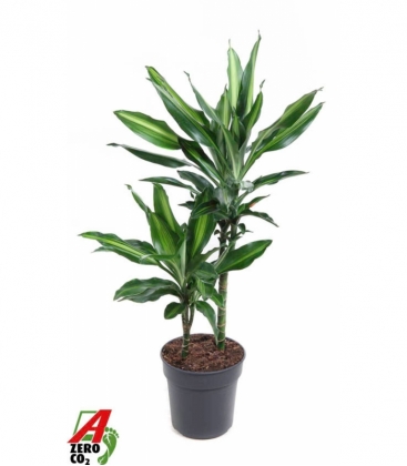 Dracaena