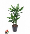 Dracaena