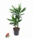 Dracaena