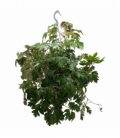 Cissus