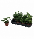 Hedera