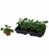 Pilea
