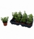 Hedera