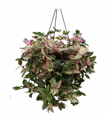 Tradescantia