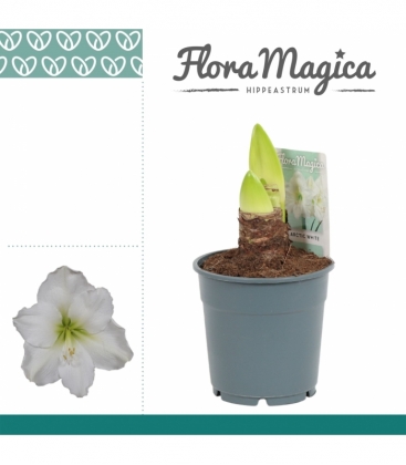 Amaryllis