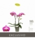 Phalaenopsis