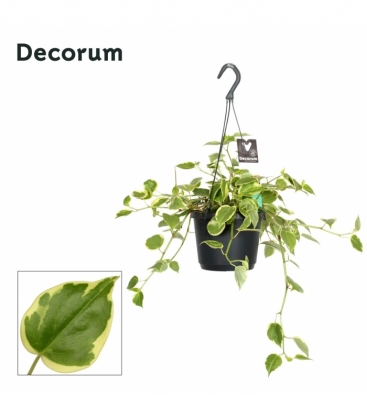 Peperomia