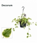 Peperomia
