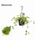 Peperomia