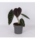 Alocasia