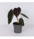 Alocasia