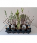Salix