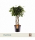 Schefflera