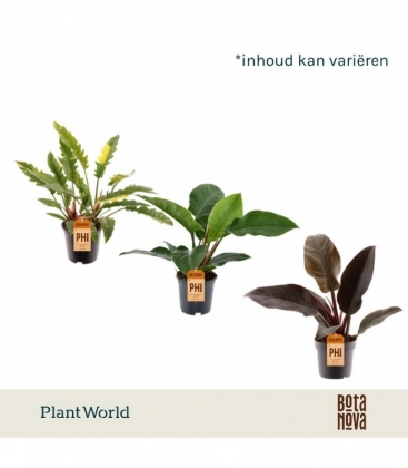 Philodendron