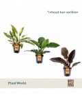 Philodendron
