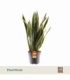 Sansevieria