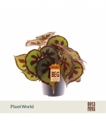Begonia