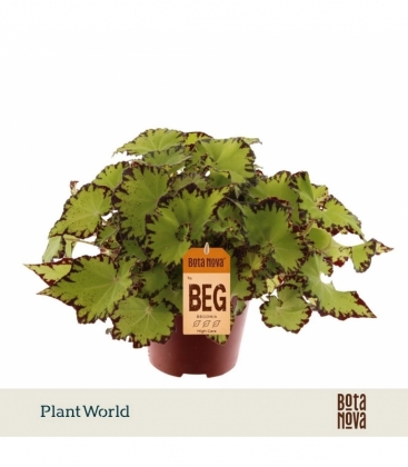 Begonia