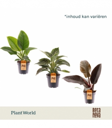 Philodendron