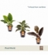 Philodendron