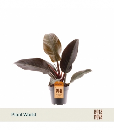 Philodendron