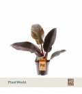 Philodendron