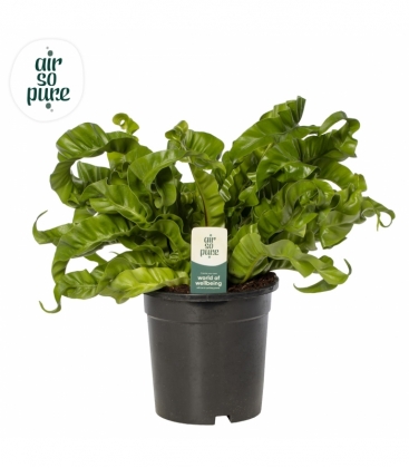 Asplenium