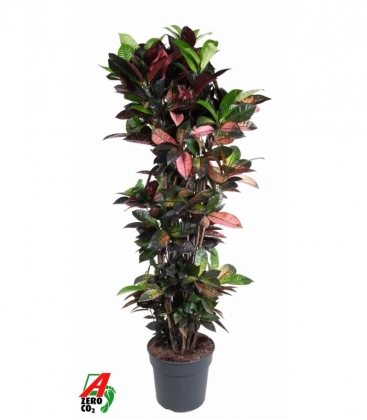 Croton