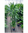 Dracaena