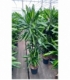 Dracaena