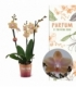 Phalaenopsis