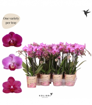 Phalaenopsis