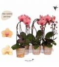 Phalaenopsis