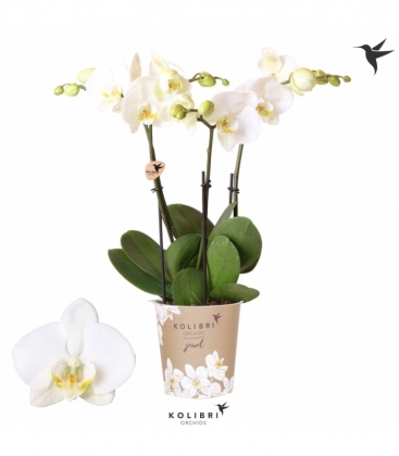 Phalaenopsis