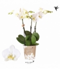 Phalaenopsis