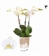 Phalaenopsis