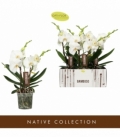 Phalaenopsis