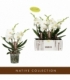 Phalaenopsis