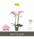 Phalaenopsis