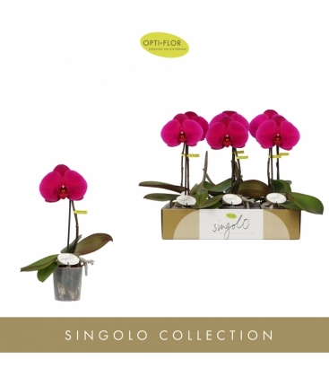 Phalaenopsis
